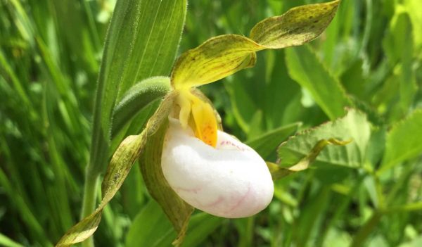 White Lady's Slipper Orchid