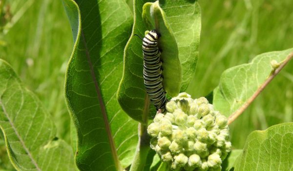 Monarch butterfly larvae on a common milkweed plant