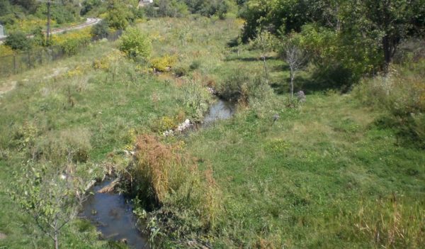 Early riparian vegetation growth along a restored stream.