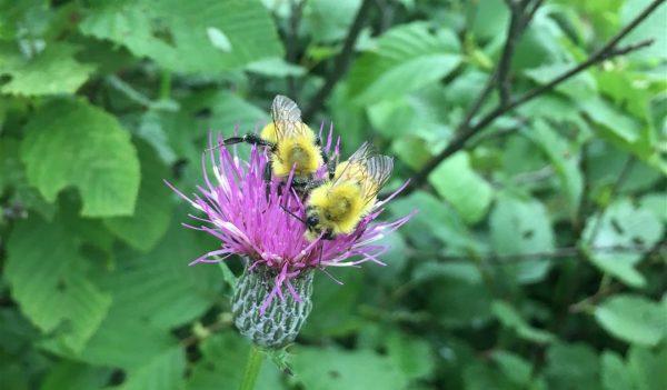 Bees on a Marsh Thistle