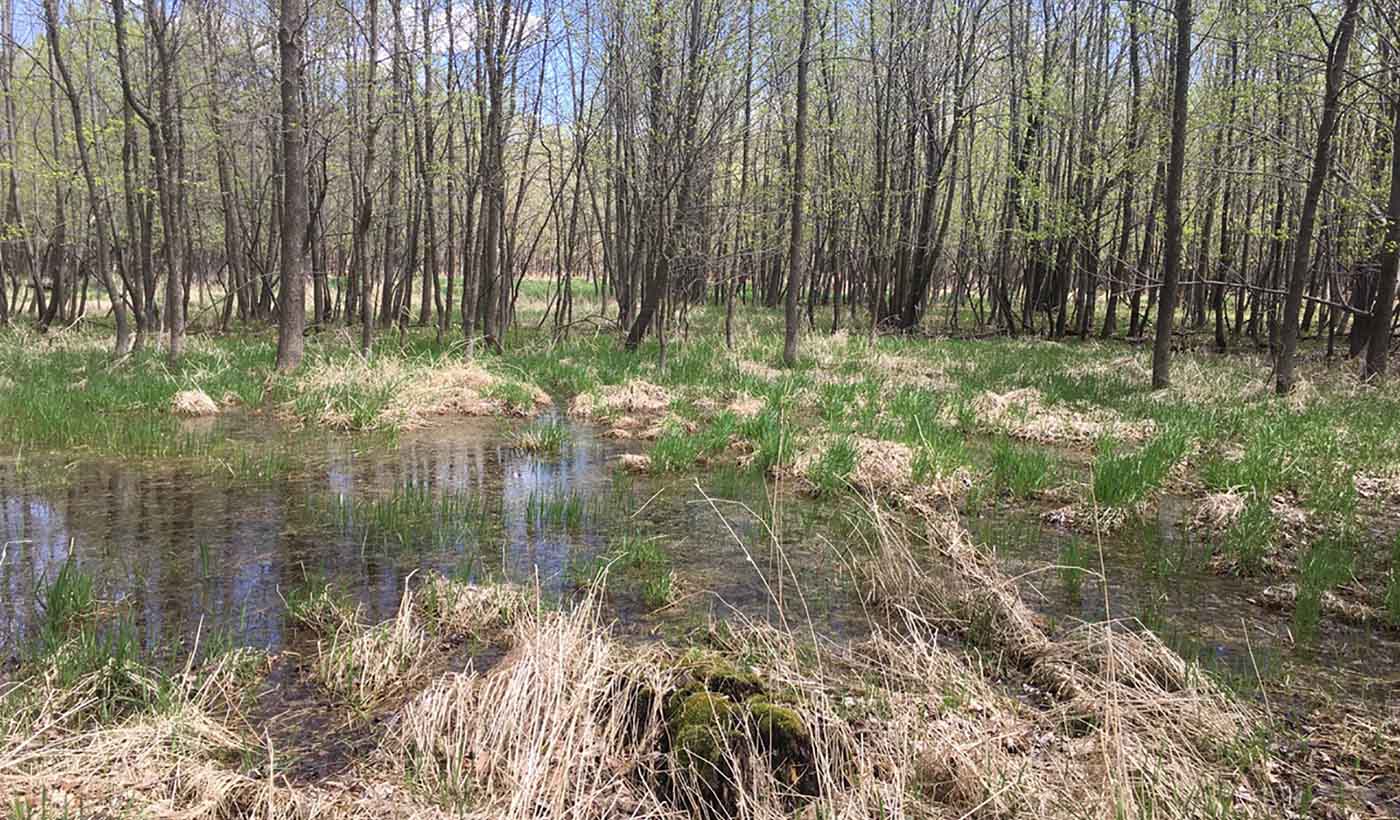 Resilience through diversity: Incorporating climate adaptation into wetland restoration
