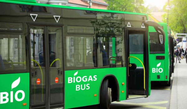 Buses powered by biogas on a city street. Carbon neutral transportation concep