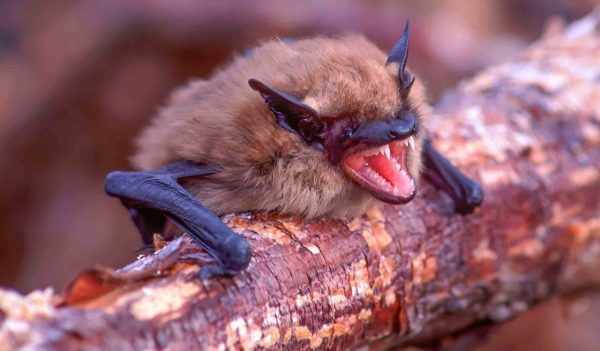 Little Brown Bat on a branch.