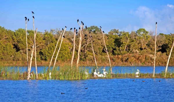 Birds sitting on trees in the lake